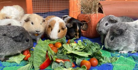 Several guinea pigs lined up outside their hutch and eating salad