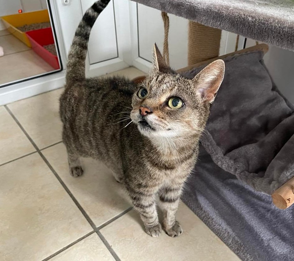 Colleen, a senior tabby cat, stands and looks up at the camera and she waits to find her new family.