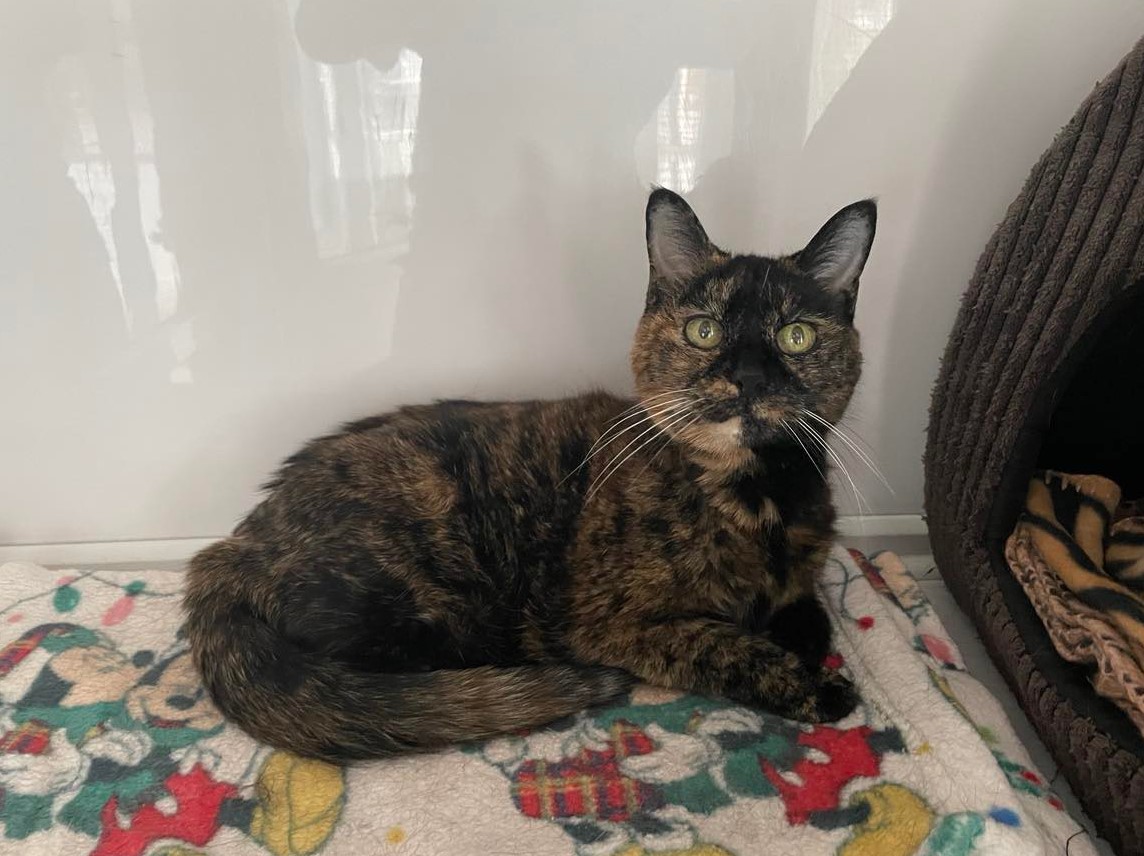 Elsa, a dark tortoiseshell cat with beautiful markings, is curled up on a blanket. She is is waiting to find her forever home.