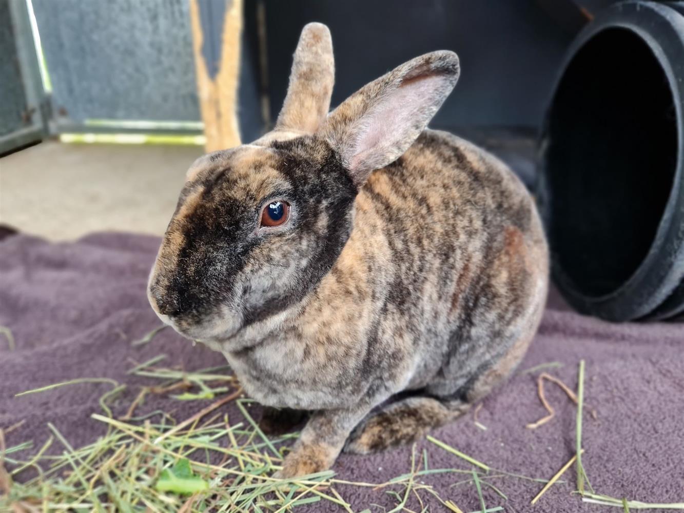Poppy the Rex rabbit, looks to camera big ears up. Can you offer her a new home?