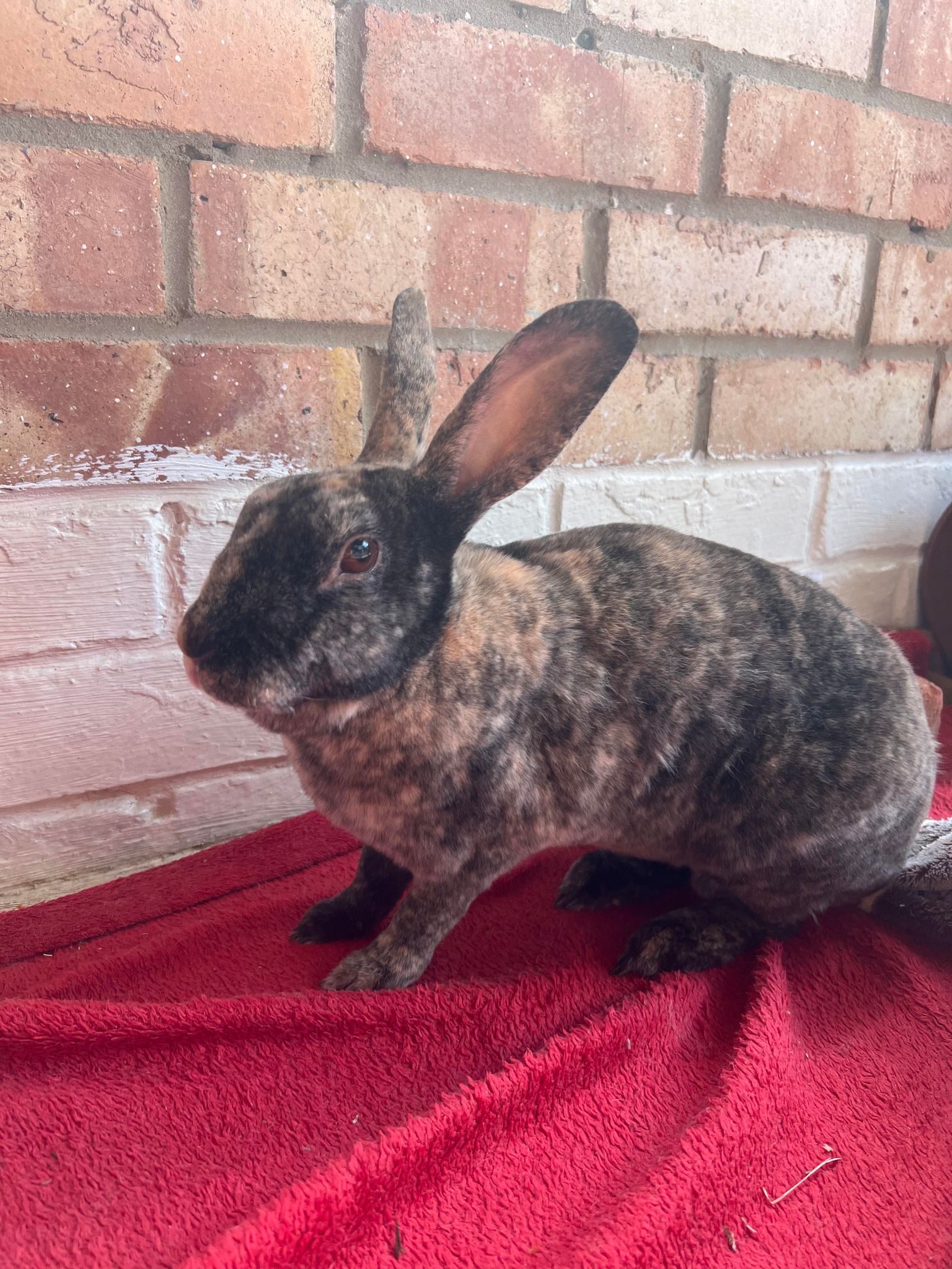 Poppy the Rex rabbit, looks to camera big ears up. Can you offer her a new home?